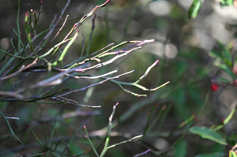 Vaccinium japonicum var. sinicum photo 2