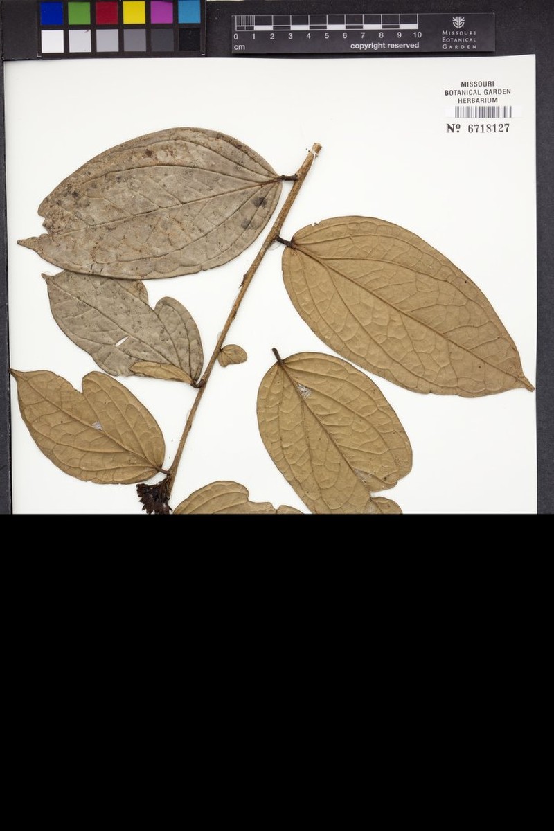 Vaccinium jefense