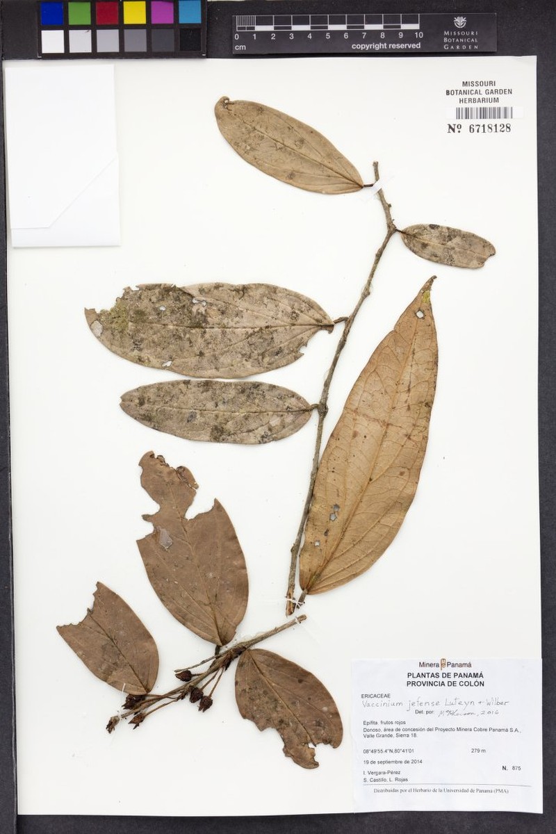 Vaccinium jefense photo 2