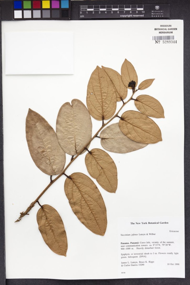 Vaccinium jefense photo 4