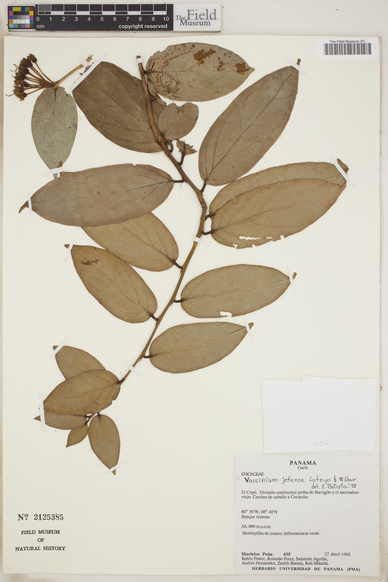 Vaccinium jefense photo 5