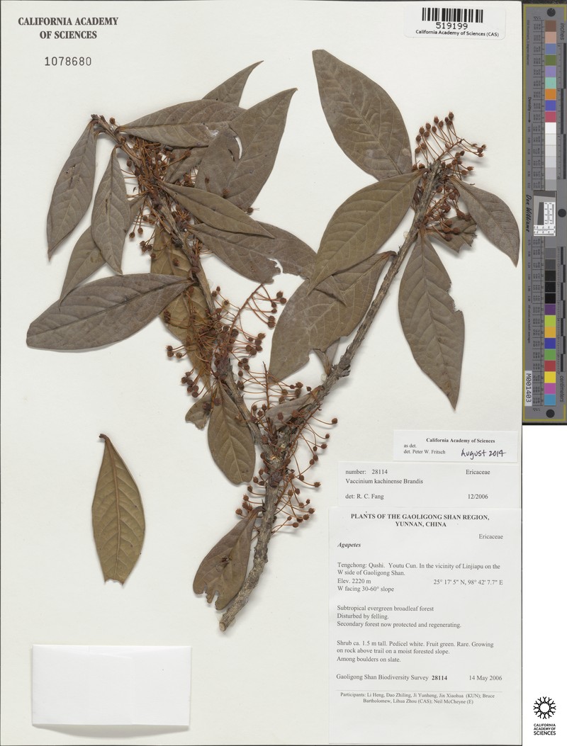 Vaccinium kachinense