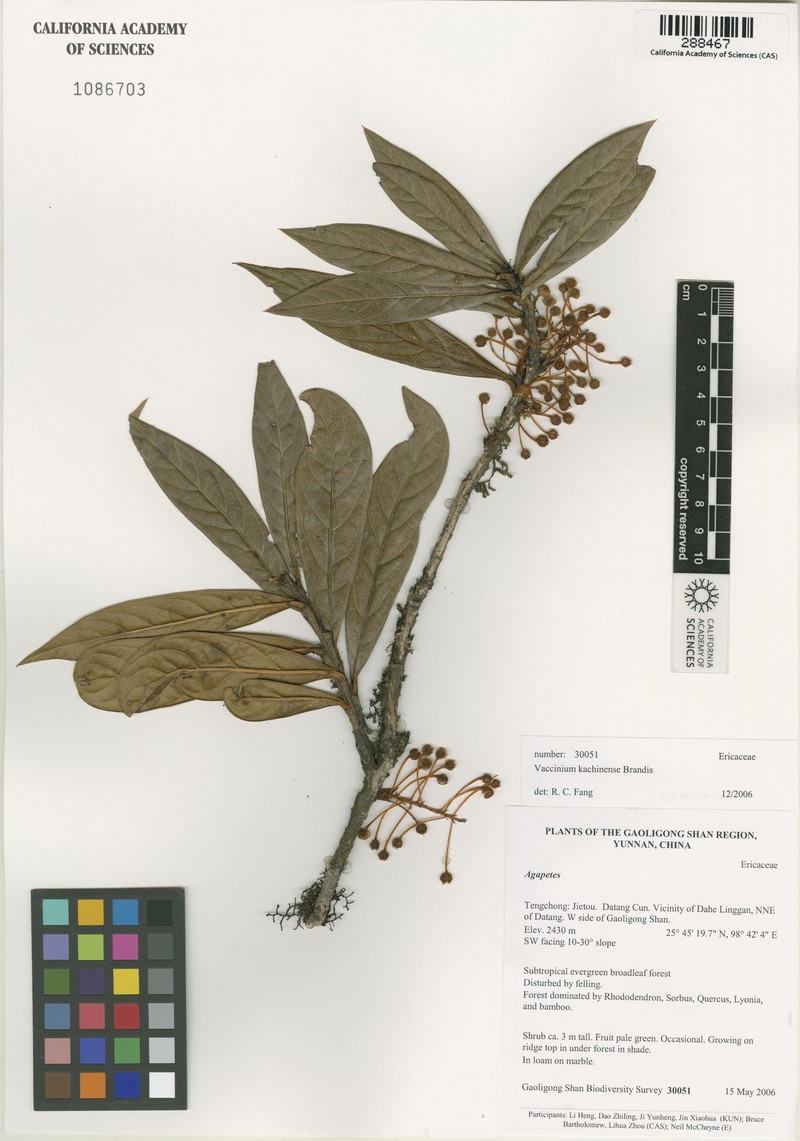 Vaccinium kachinense photo 2