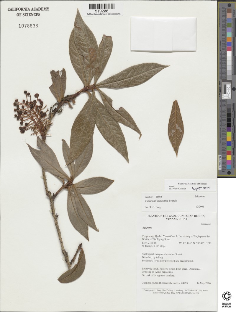 Vaccinium kachinense photo 3