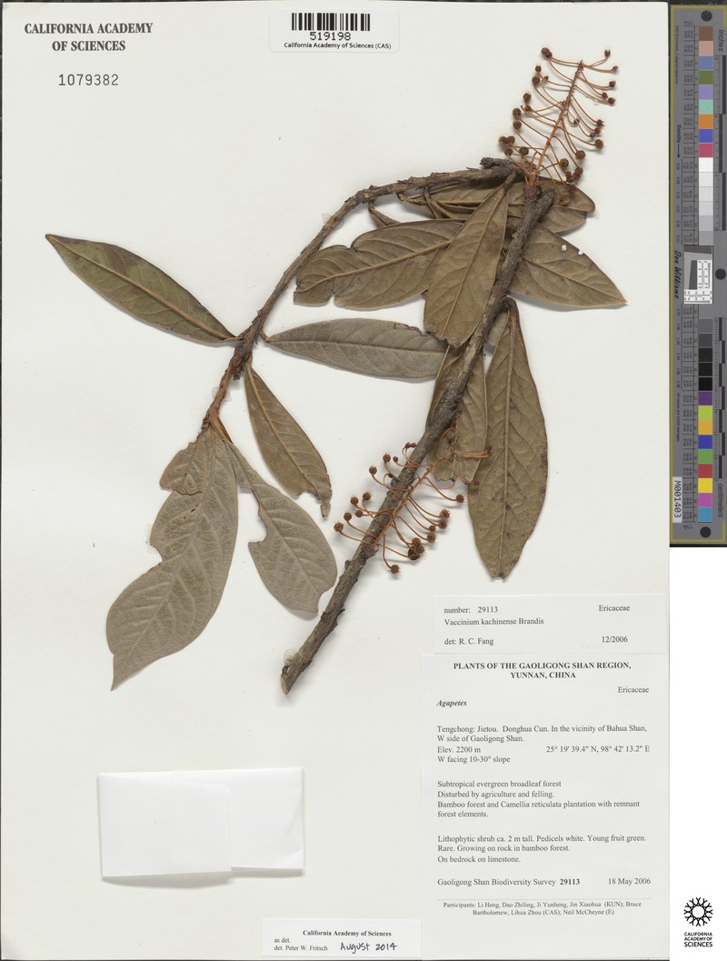 Vaccinium kachinense photo 4
