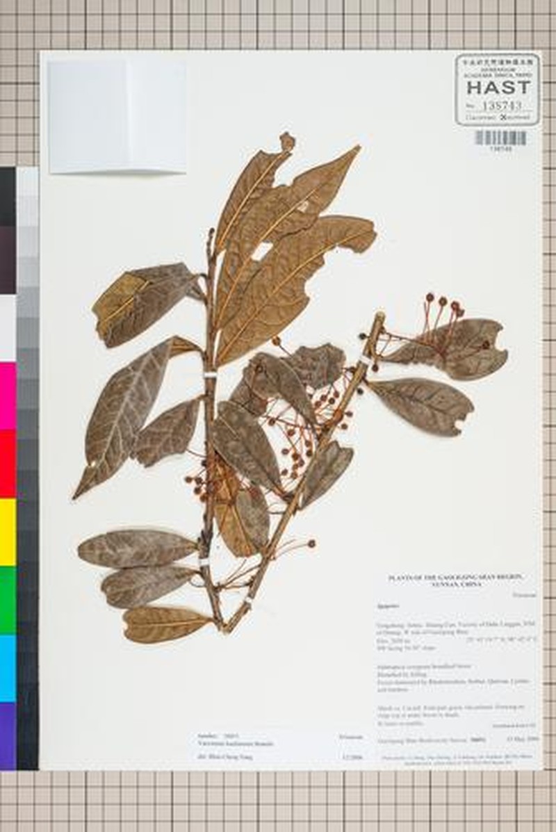 Vaccinium kachinense photo 5