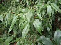 Vaccinium kengii