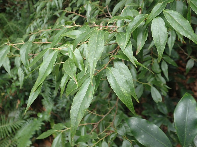 Vaccinium kengii