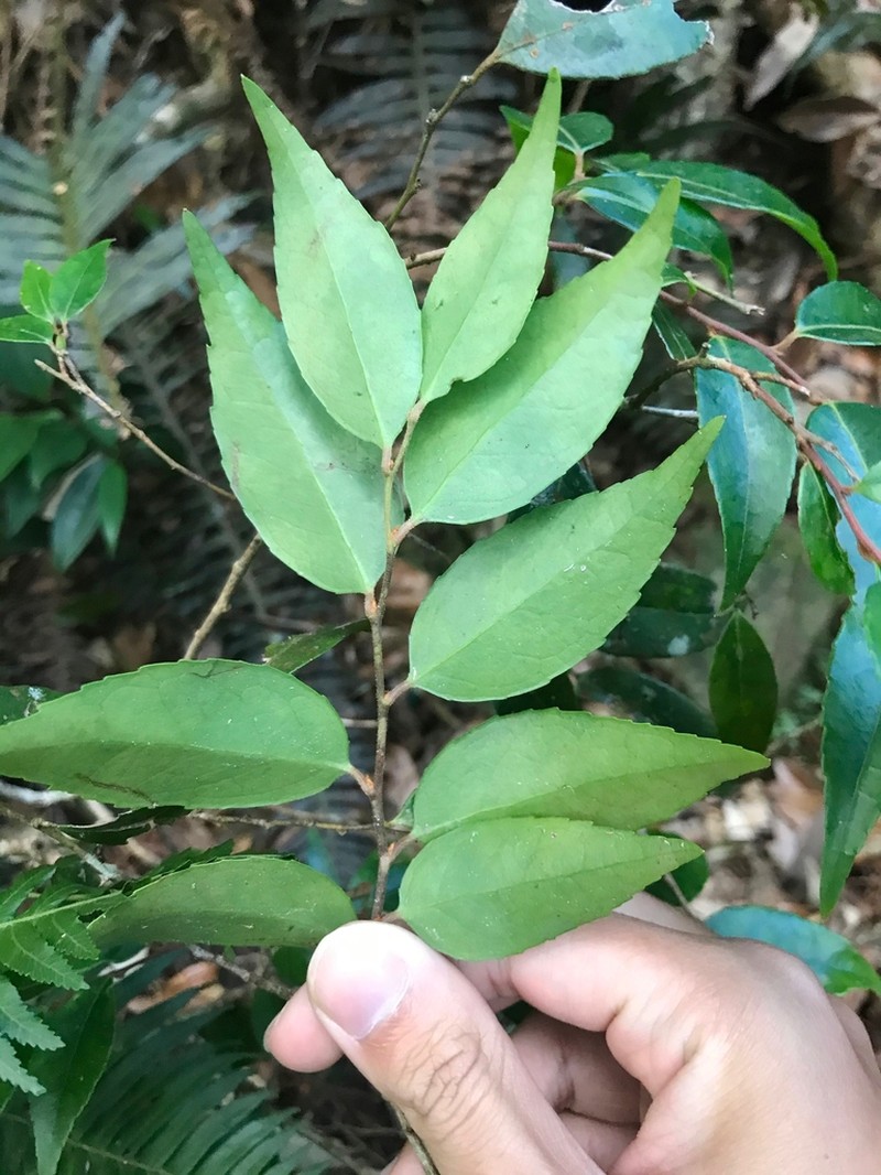 Vaccinium kengii photo 2