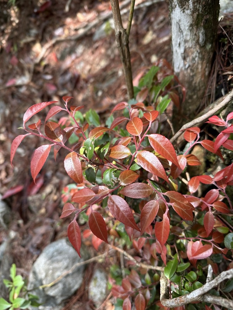 Vaccinium kengii photo 3