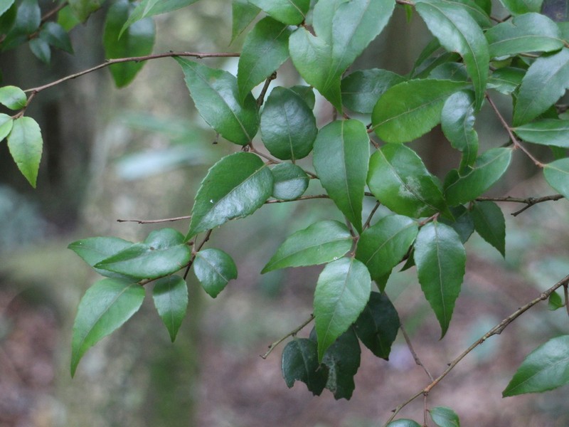 Vaccinium kengii photo 4