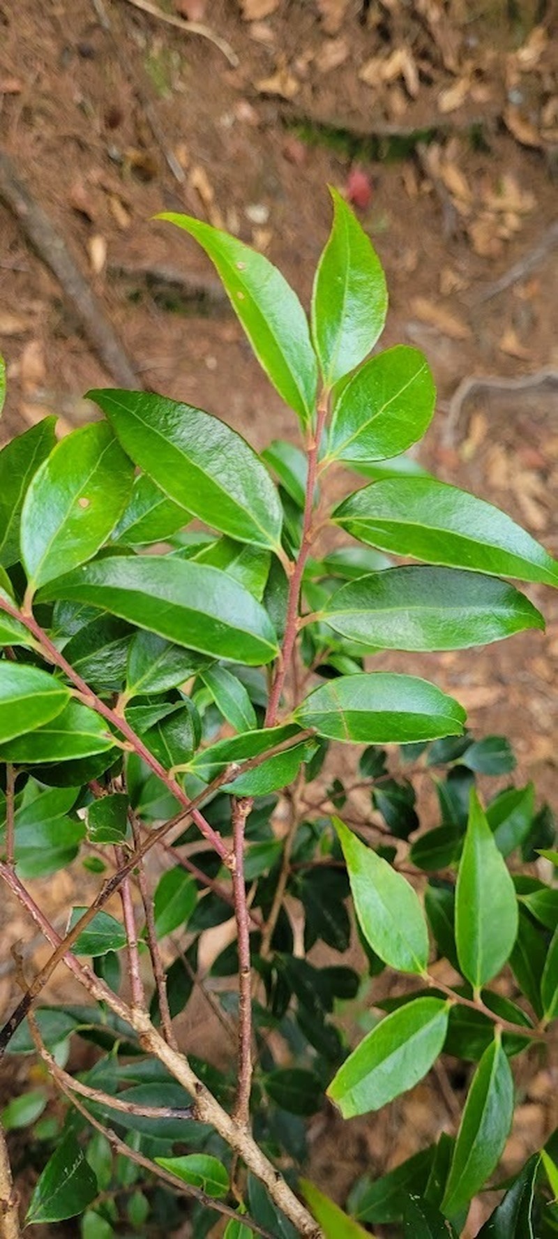 Vaccinium kengii photo 5