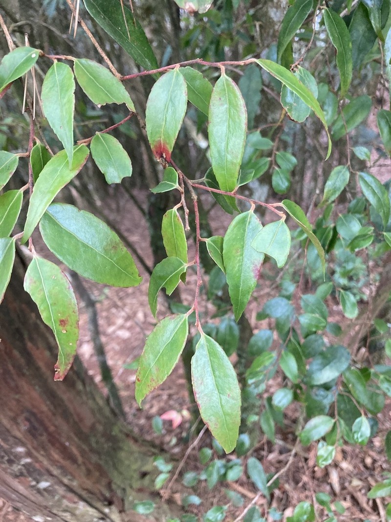 Vaccinium kengii photo 6