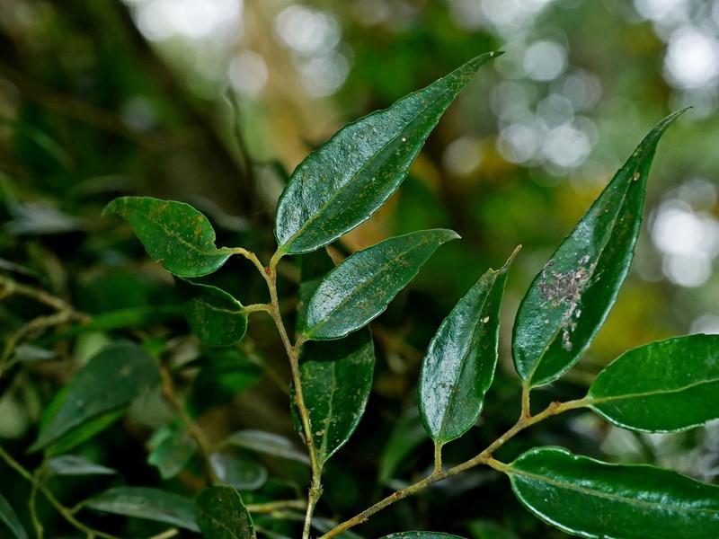Vaccinium kengii photo 7