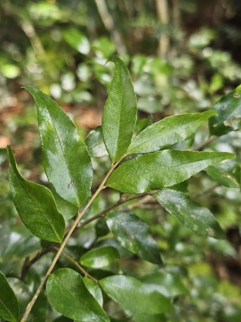Vaccinium kengii photo 8