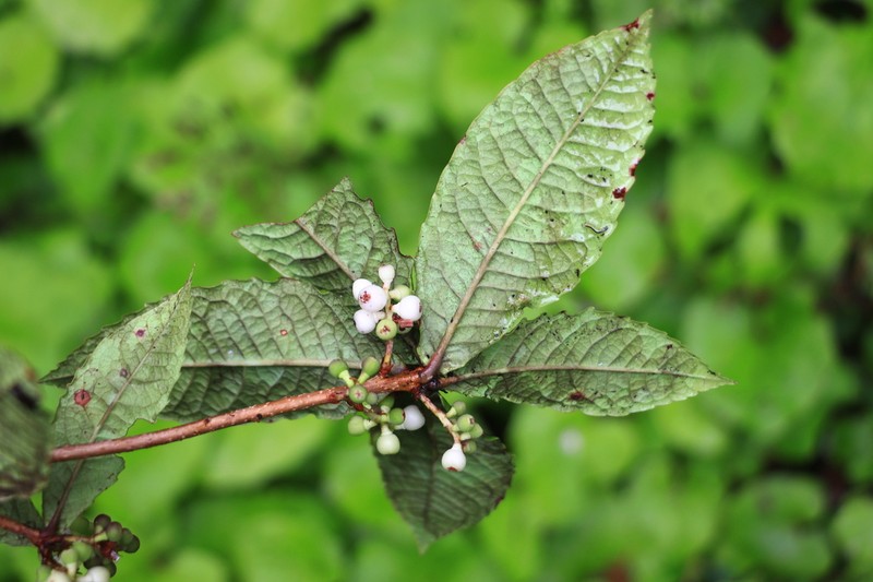 Vaccinium kingdon-wardii