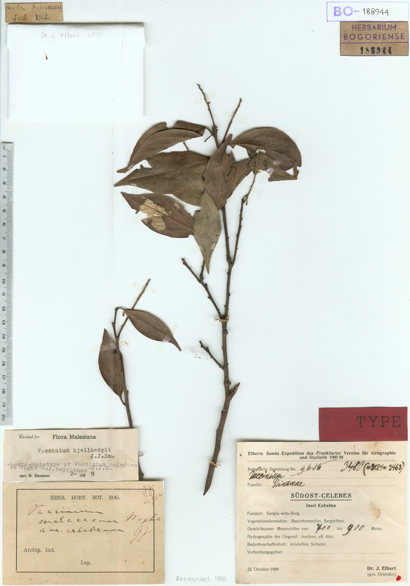 Vaccinium kjellhergii
