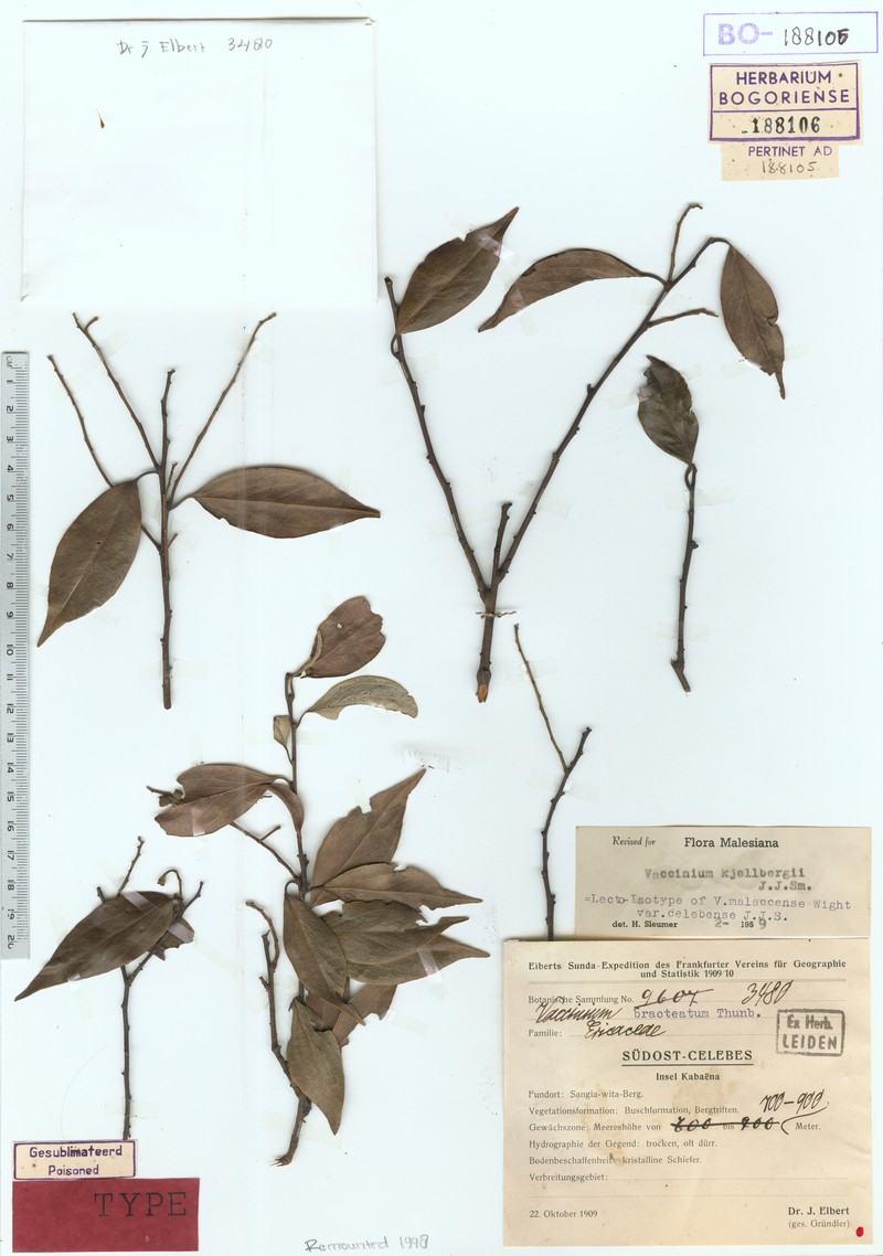 Vaccinium kjellhergii photo 2