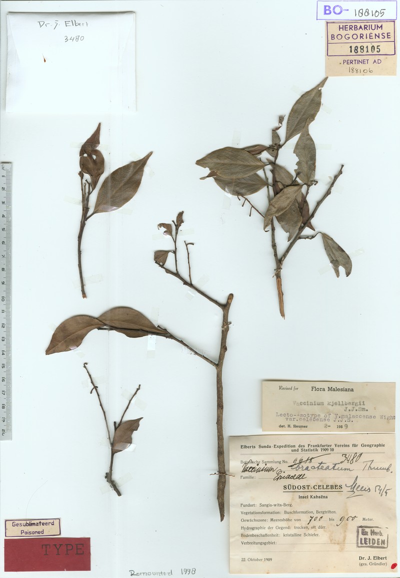 Vaccinium kjellhergii photo 3