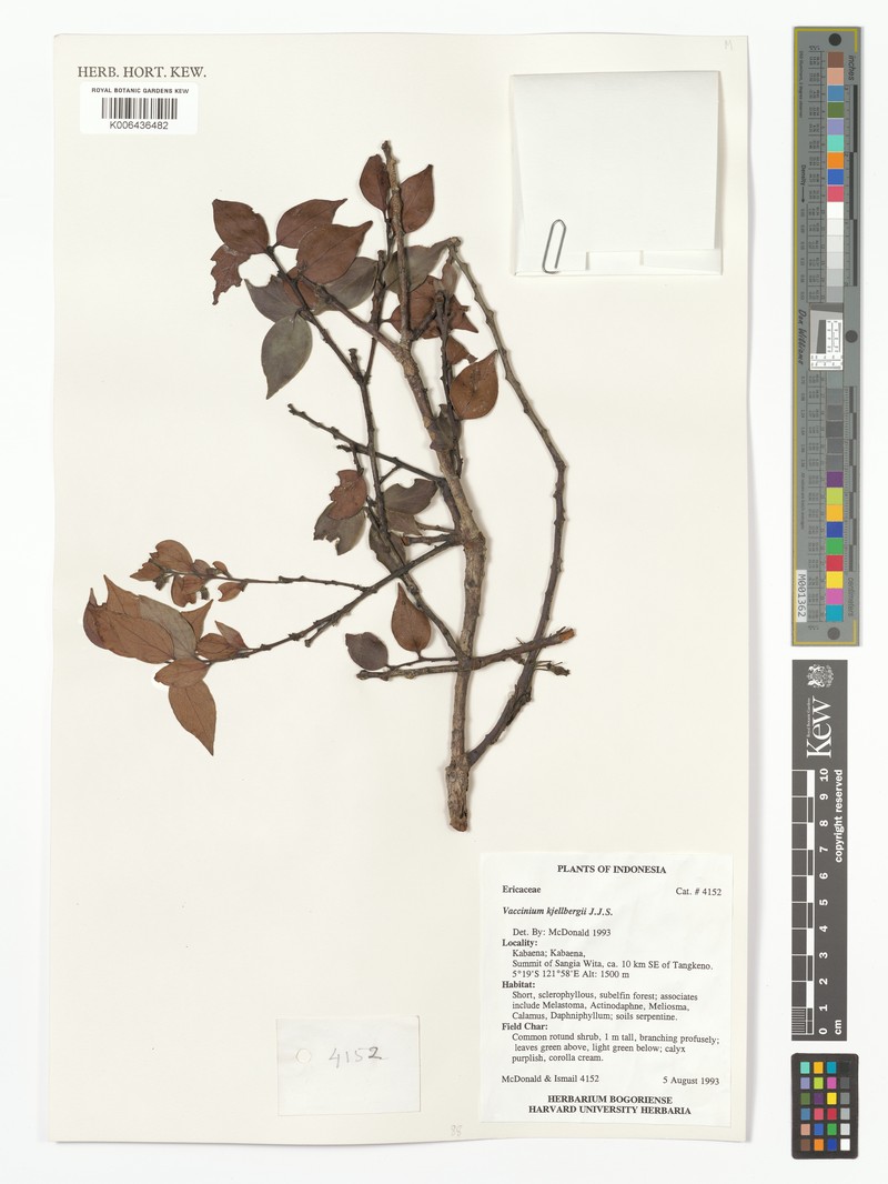 Vaccinium kjellhergii photo 5