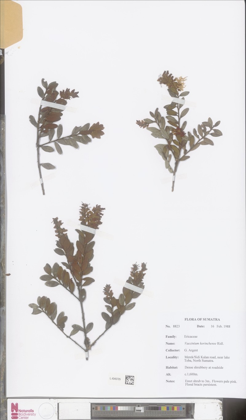 Vaccinium korinchense