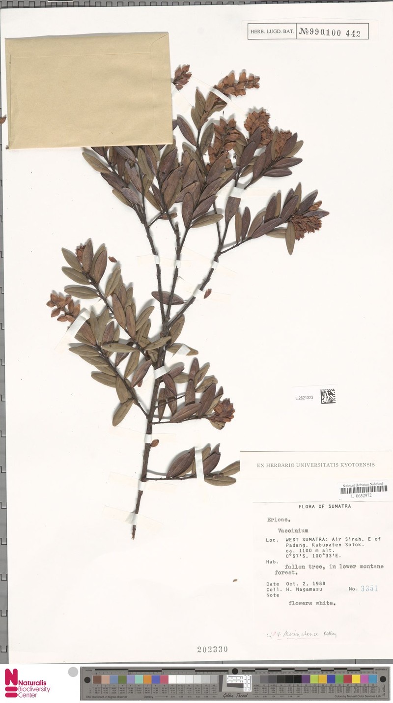 Vaccinium korinchense photo 2