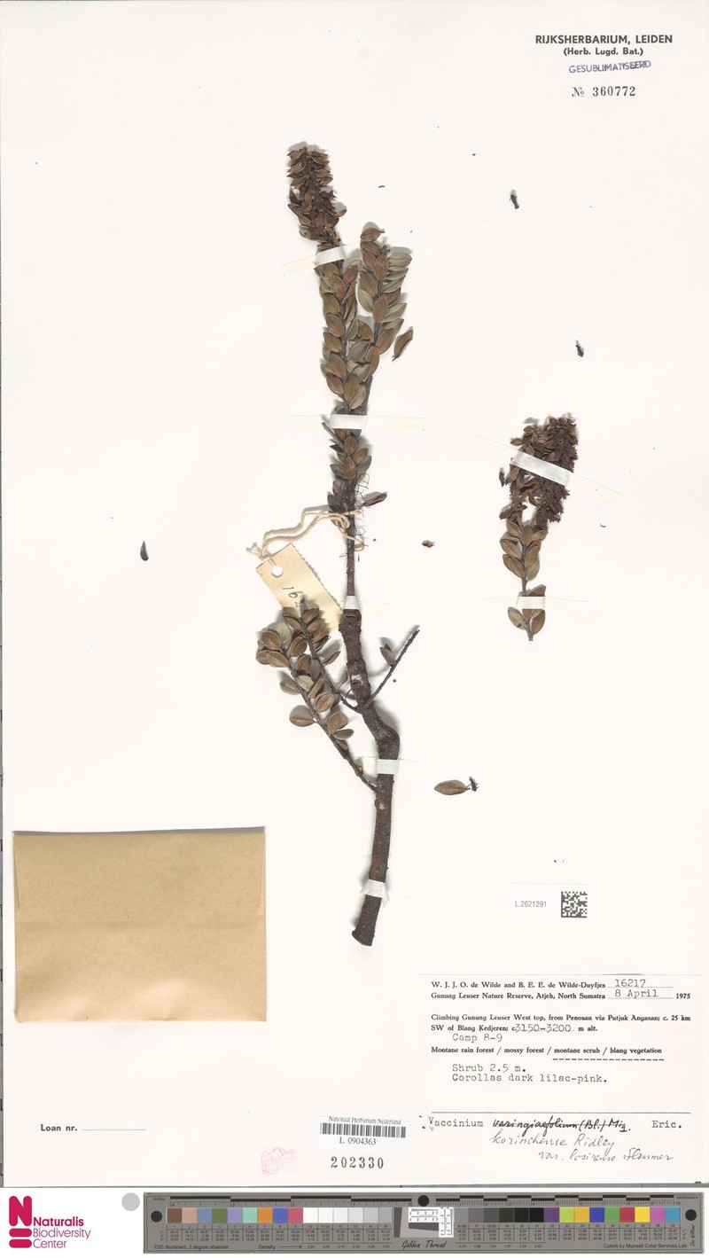 Vaccinium korinchense photo 3