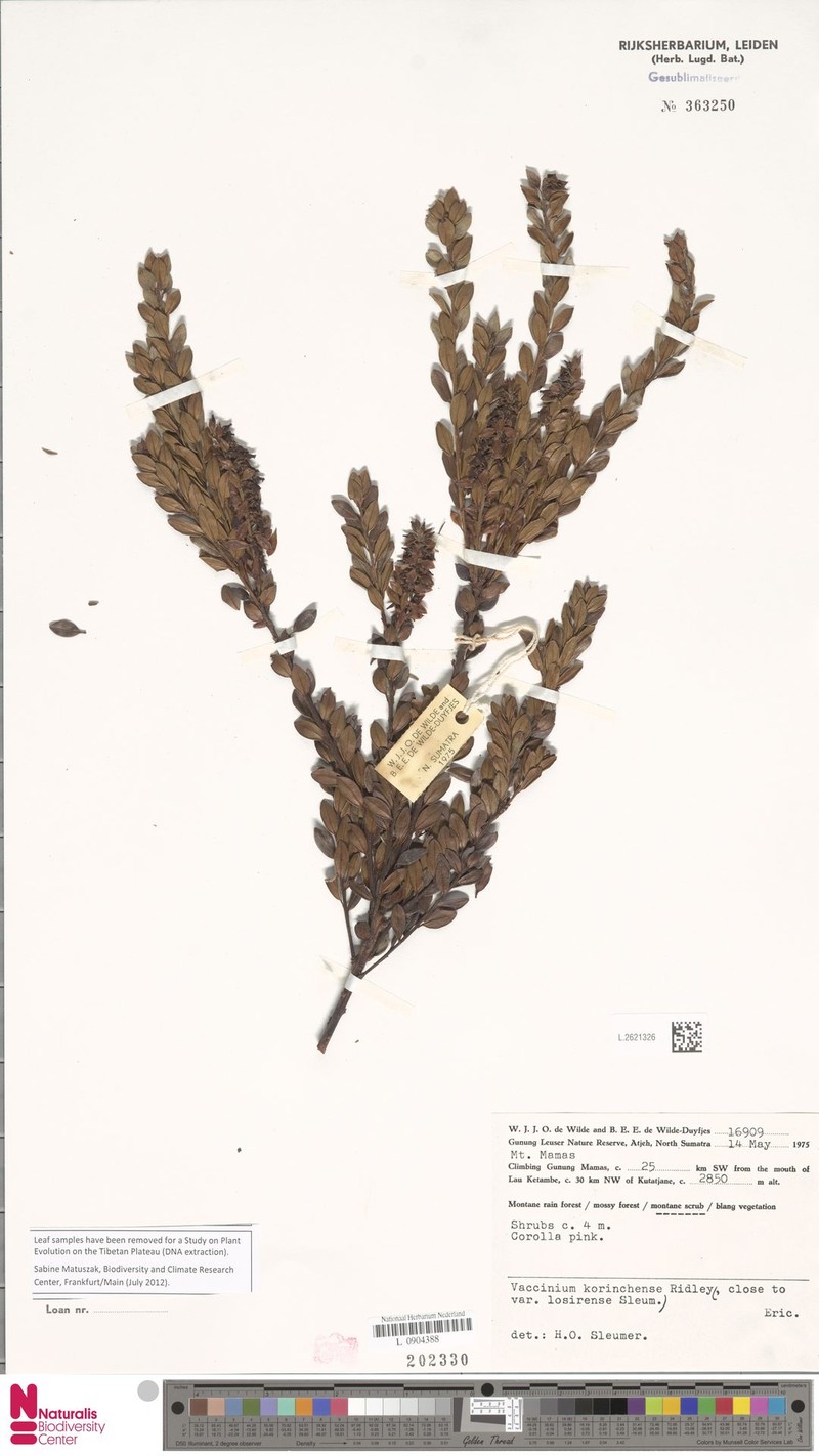 Vaccinium korinchense photo 4