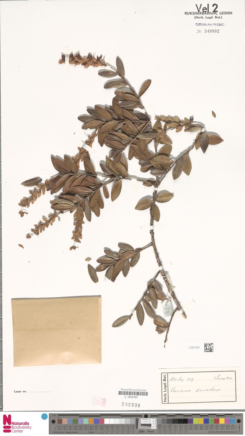 Vaccinium korinchense photo 5