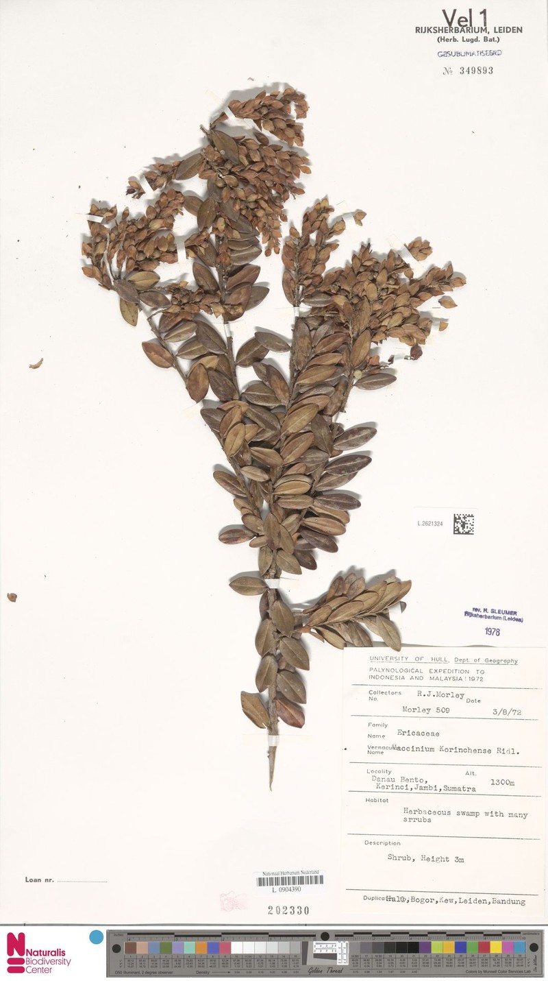 Vaccinium korinchense photo 6