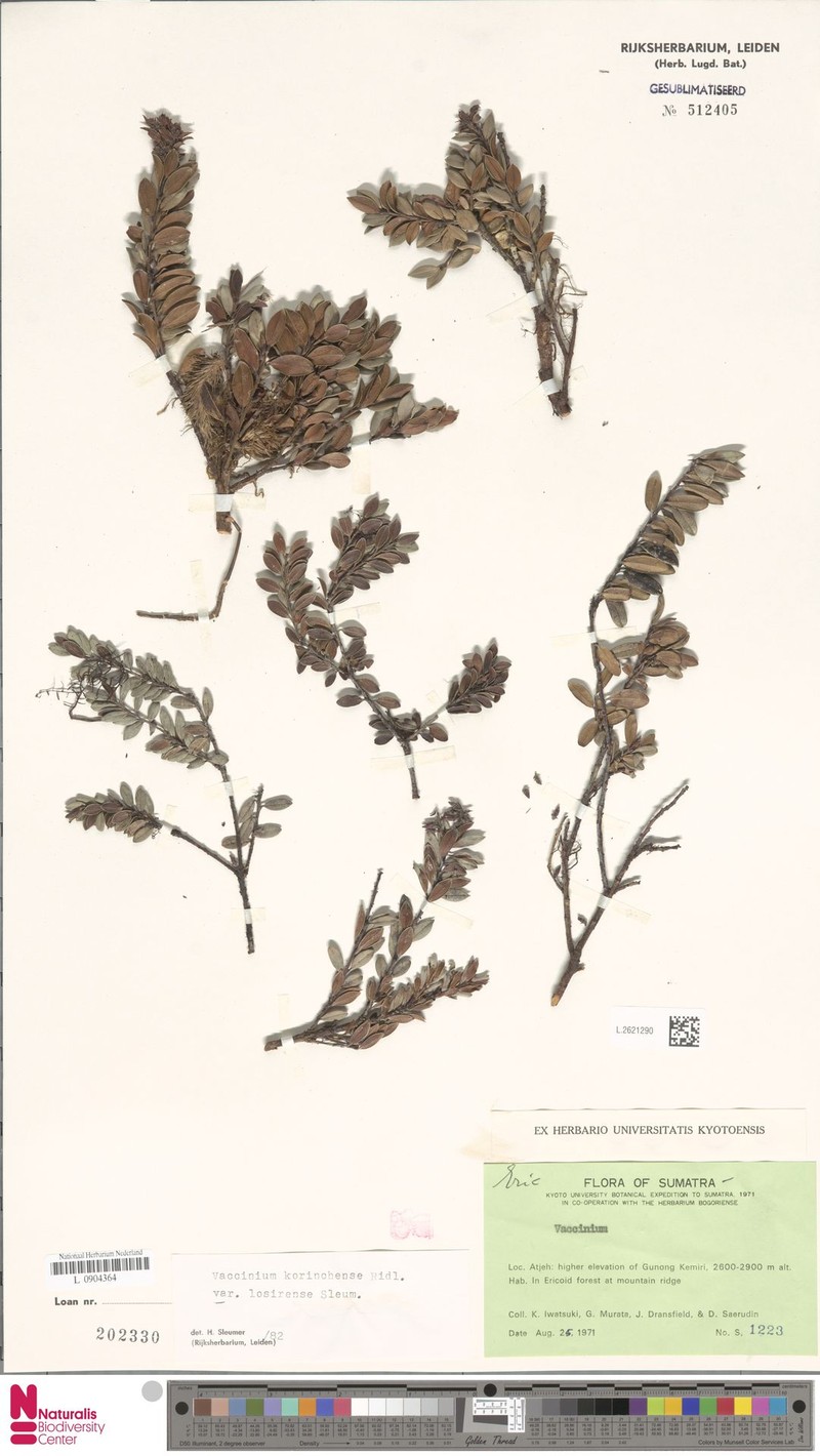 Vaccinium korinchense photo 7