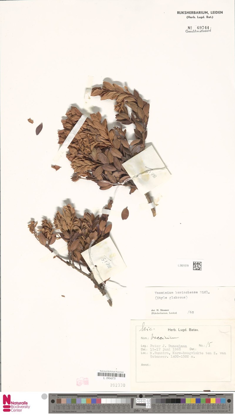 Vaccinium korinchense photo 8