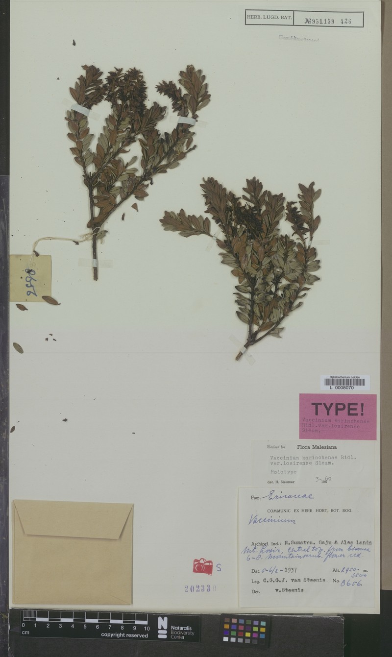 Vaccinium korinchense var. losirense photo 3