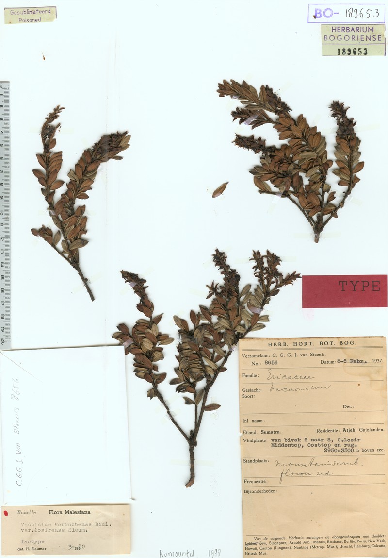 Vaccinium korinchense var. losirense photo 5