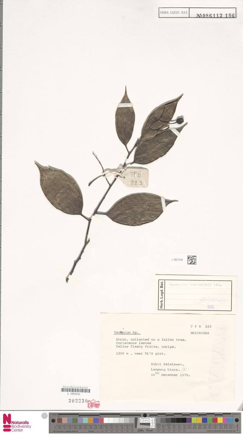 Vaccinium korthalsii