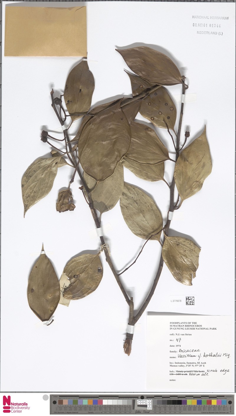 Vaccinium korthalsii photo 2