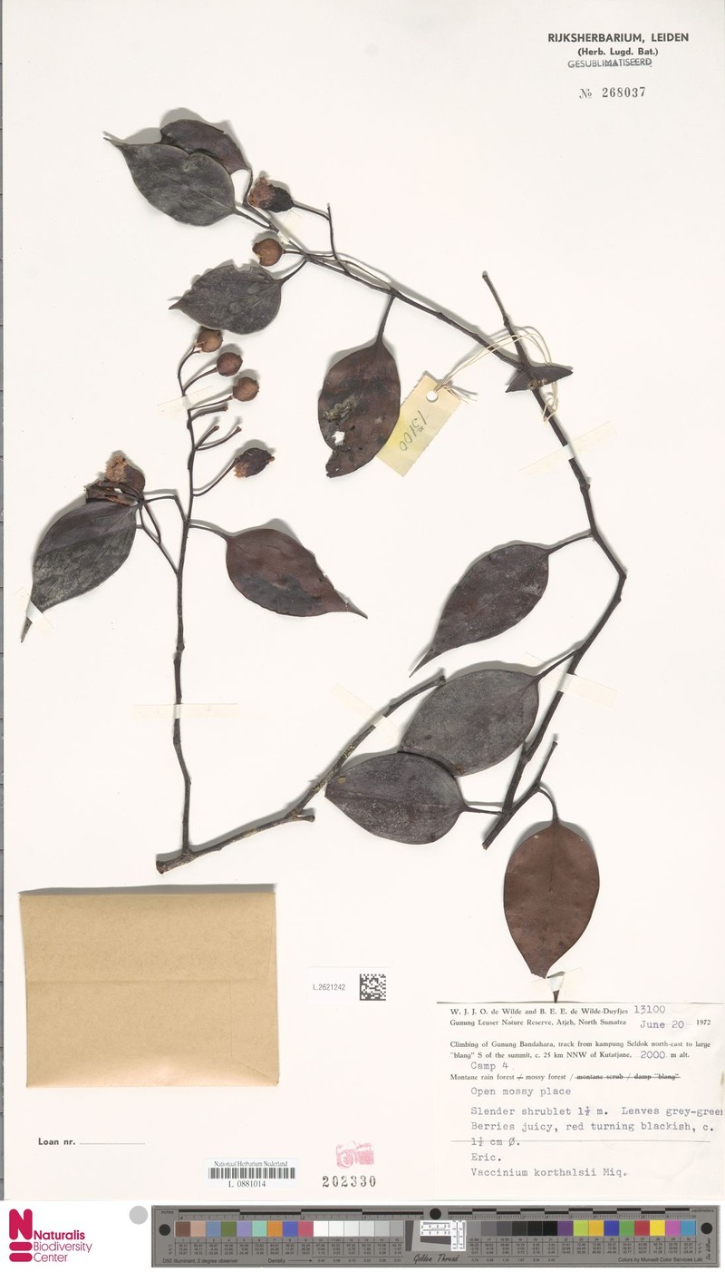 Vaccinium korthalsii photo 3