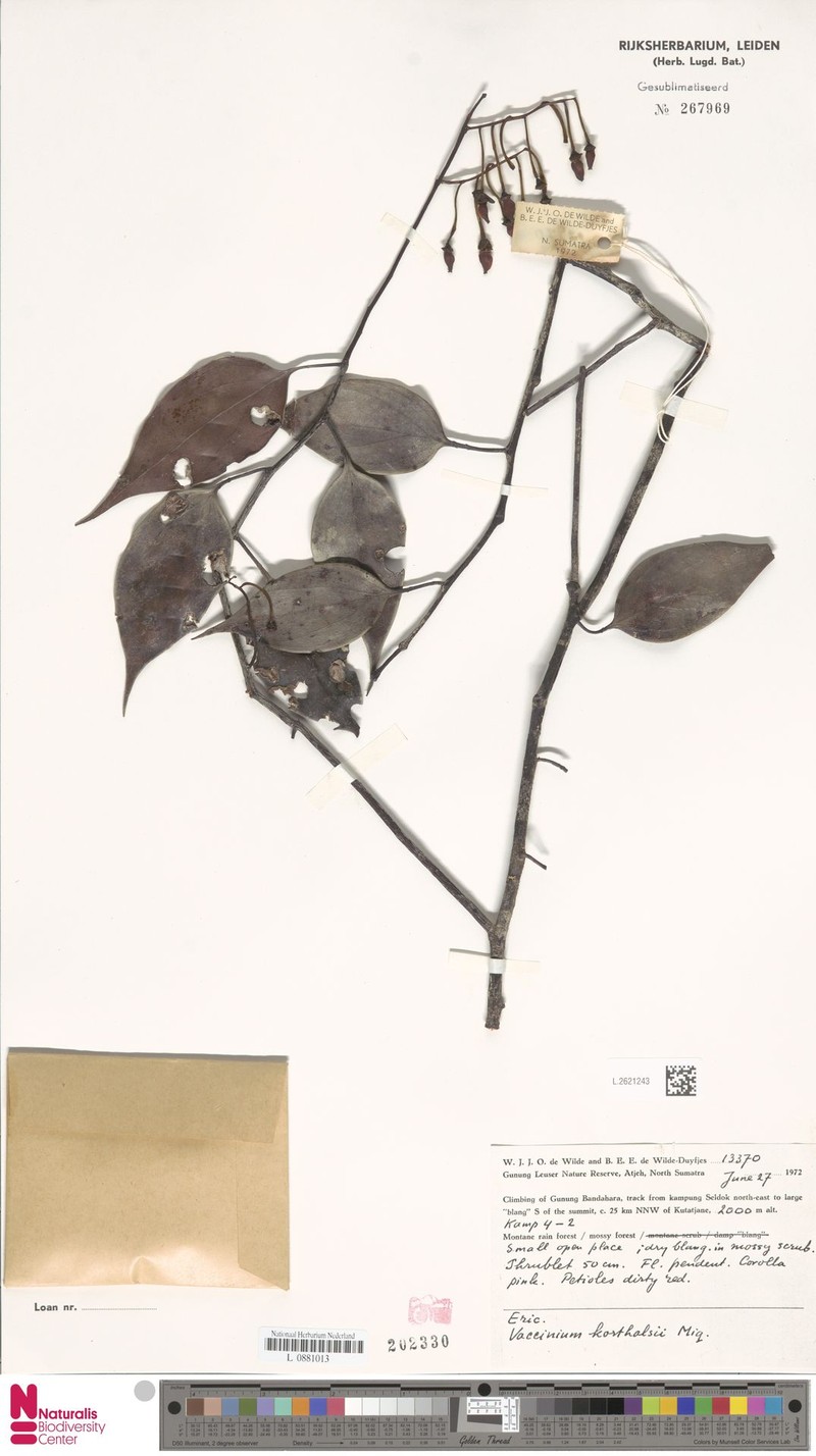 Vaccinium korthalsii photo 4