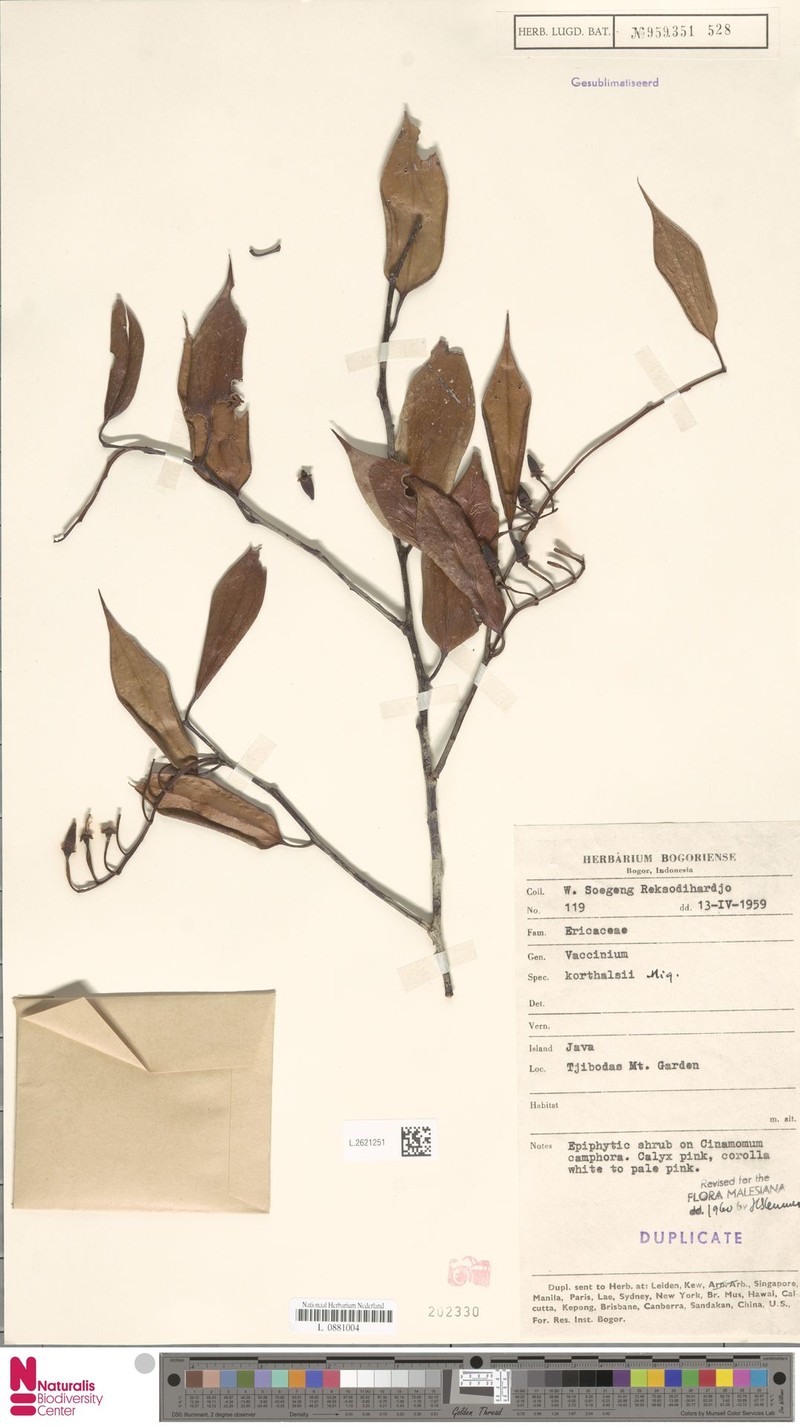 Vaccinium korthalsii photo 5