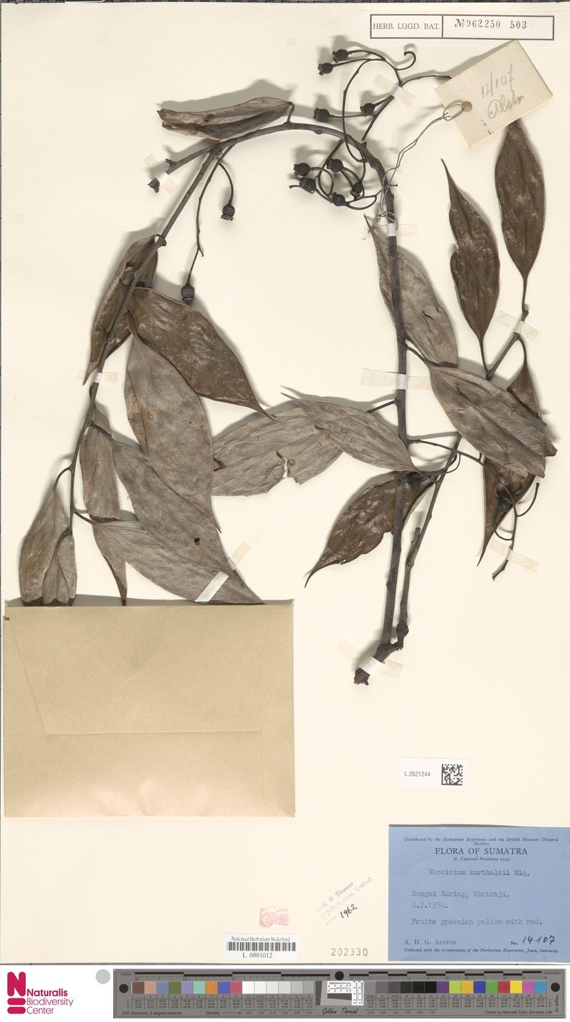 Vaccinium korthalsii photo 6