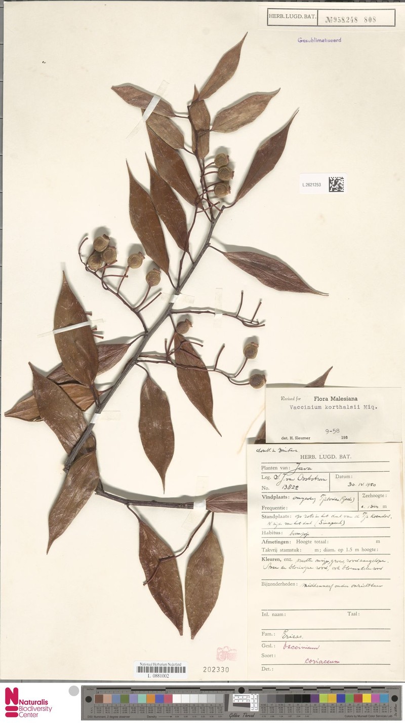 Vaccinium korthalsii photo 7