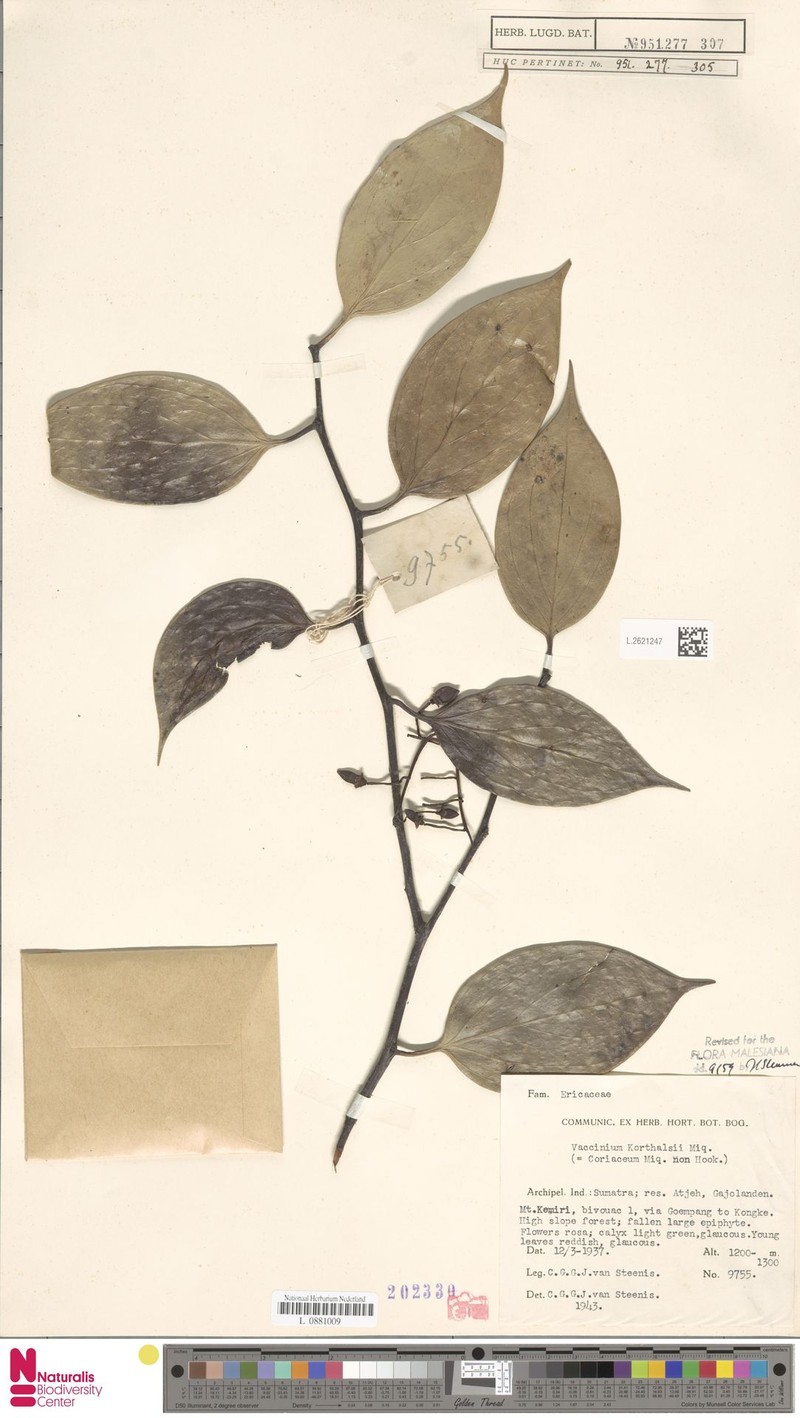 Vaccinium korthalsii photo 8