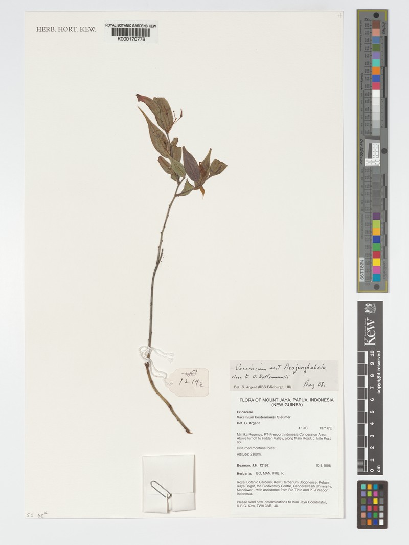 Vaccinium kostermansii