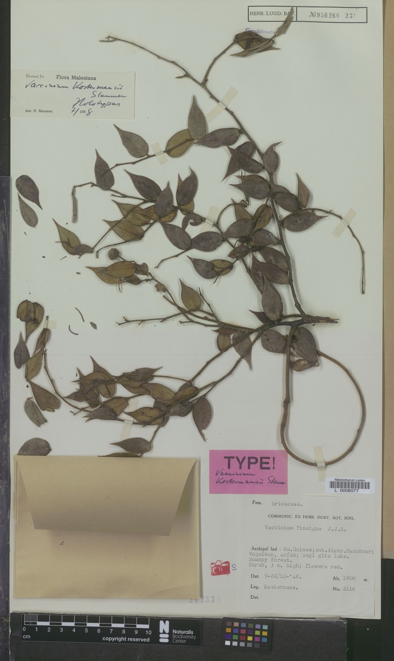 Vaccinium kostermansii photo 2