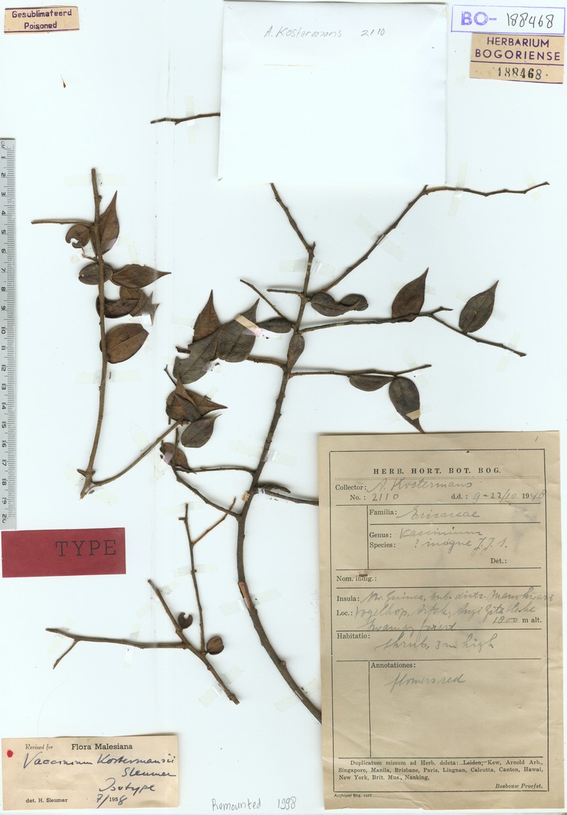 Vaccinium kostermansii photo 3