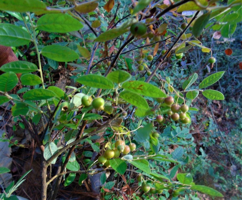 Vaccinium kunthianum