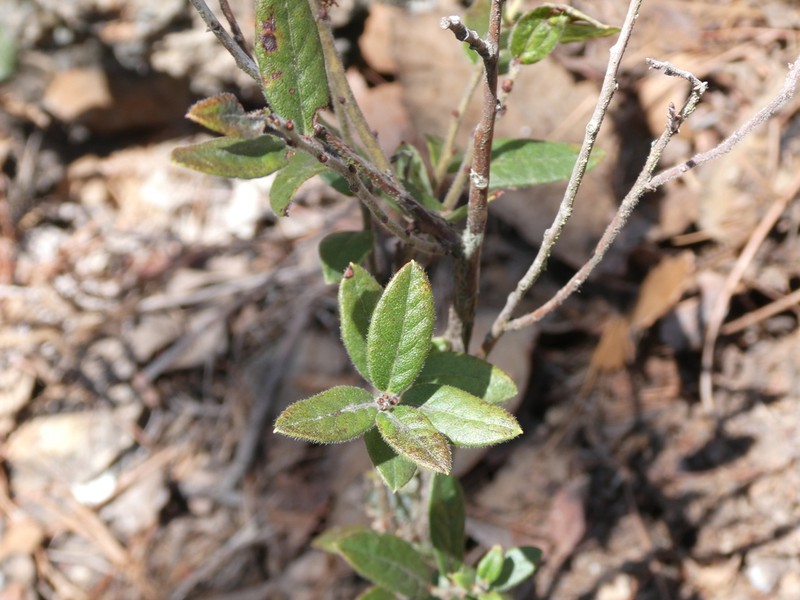 Vaccinium kunthianum photo 2