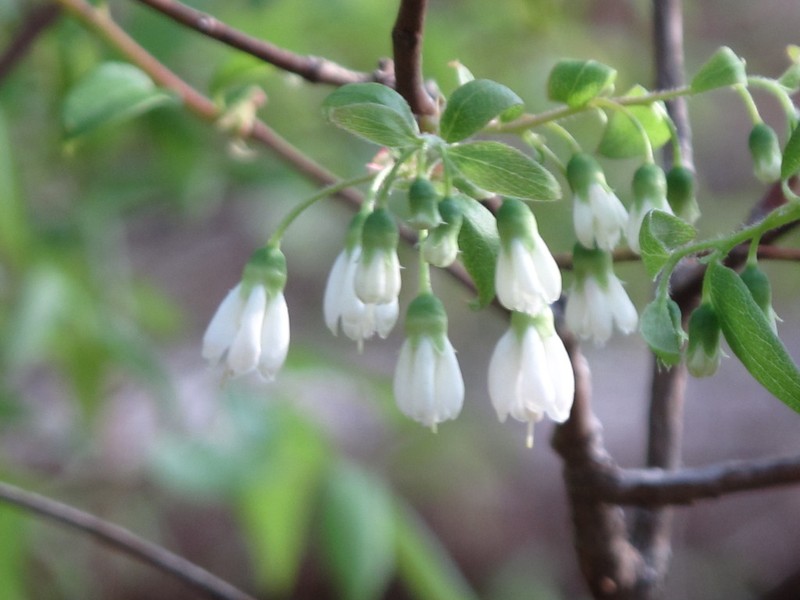 Vaccinium kunthianum photo 4