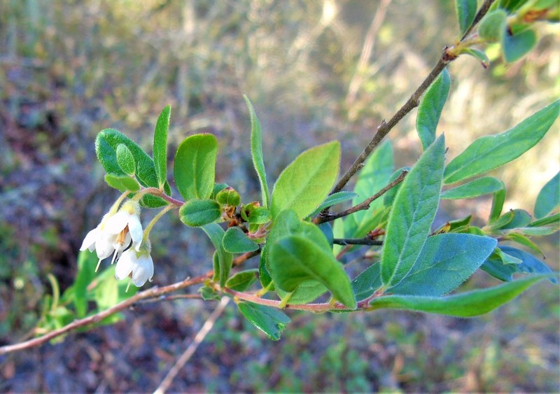 Vaccinium kunthianum photo 5