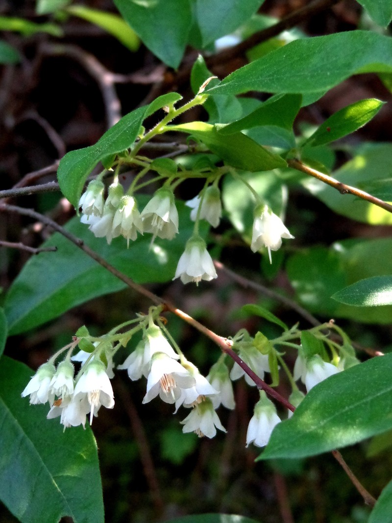 Vaccinium kunthianum photo 6